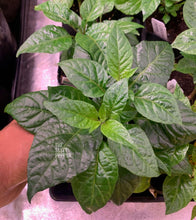 Load image into Gallery viewer, Ghost Pepper Live Plant - Tasty Pepper