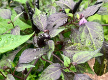 Load image into Gallery viewer, Purple Cayenne Pepper Live Plant 3in garden