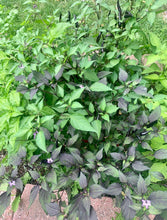 Load image into Gallery viewer, Purple Cayenne Pepper Live Plant in garden