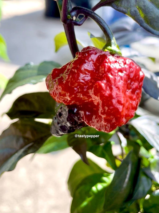 🌶️ The Ultimate Guide to Growing Pepper Plants.