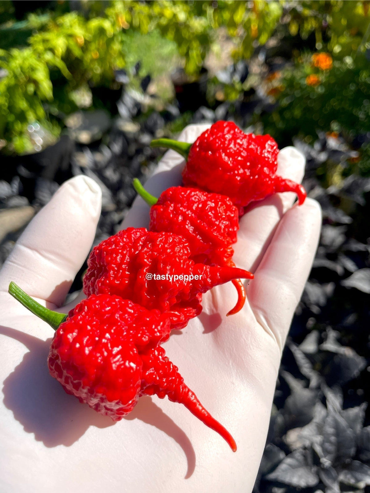 RB003 Pepper History & Genetics: Ross Barber Origin Story