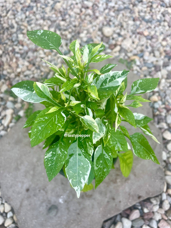 Mild & Sweet Pepper Plants