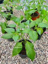 Load image into Gallery viewer, Peppa Peach Stripey pepper plant planted in a 1-gallon with green leaves and no fruit inside a greenhouse.
