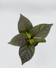 Load image into Gallery viewer, A potted Adrenalina F3 pepper plant with dark green leaves and a purple tinge, against a white background.
