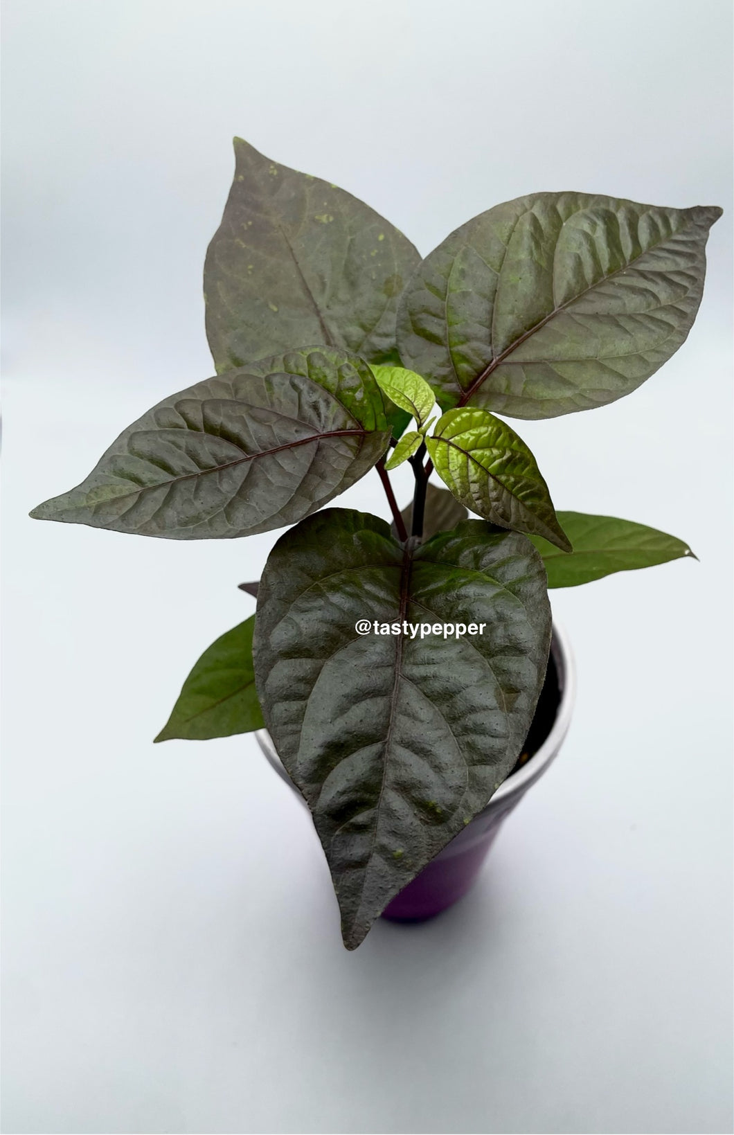A potted Adrenalina F3 pepper plant with dark green leaves and a purple tinge, against a white background.