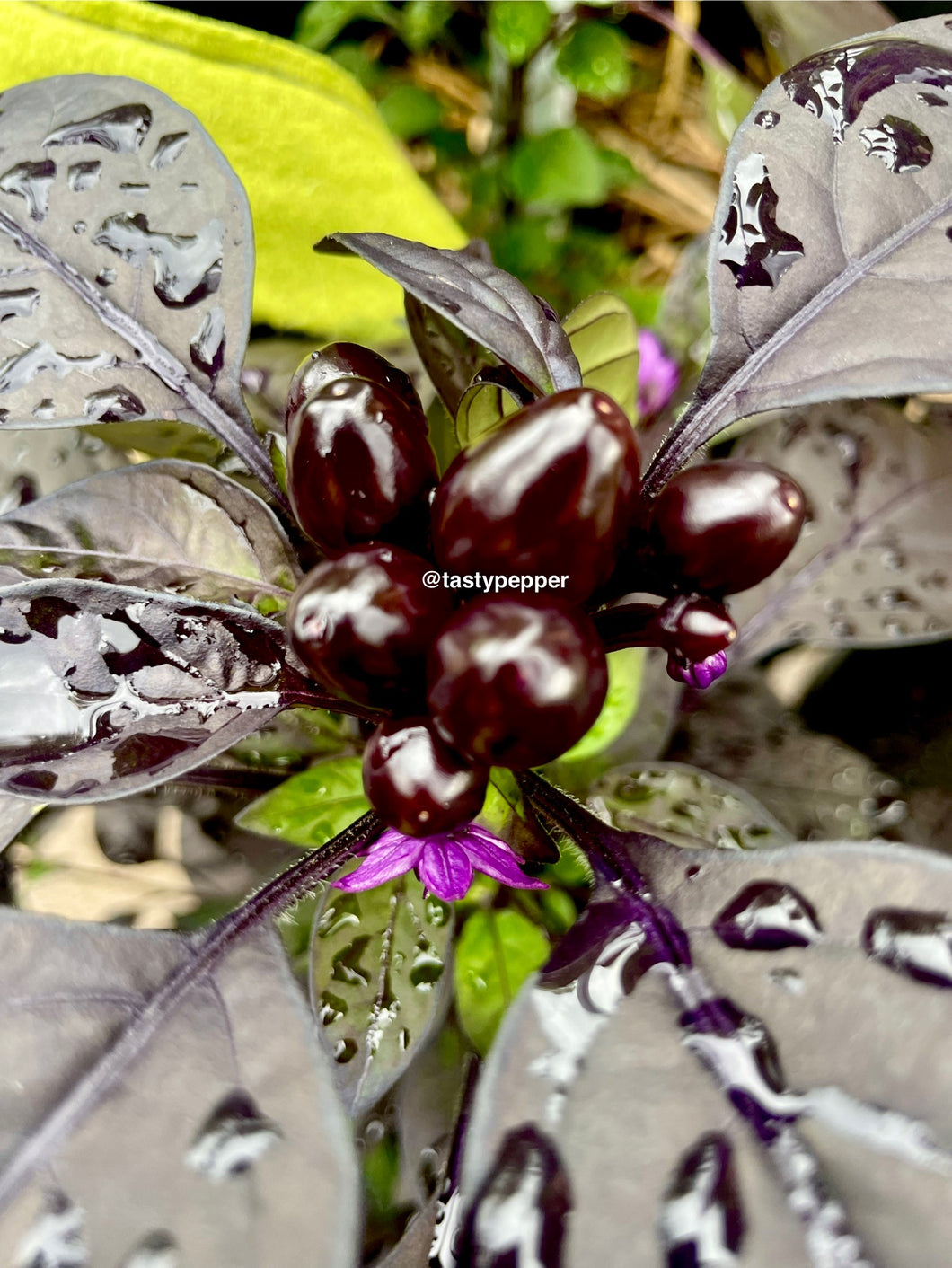 pearl plant seeds Black Pearl Pepper Seeds – Ornamental Edible Hot Pepper