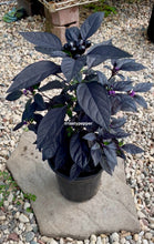 Load image into Gallery viewer, Potted Black Pearl plant with dark purple leaves on a stone slab with pebbles in the background.
