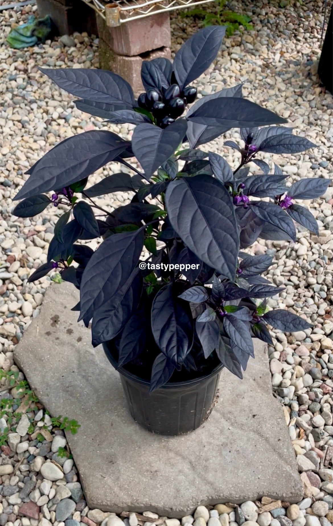 Black Pearl Pepper Plants – Ornamental Pepper Plant