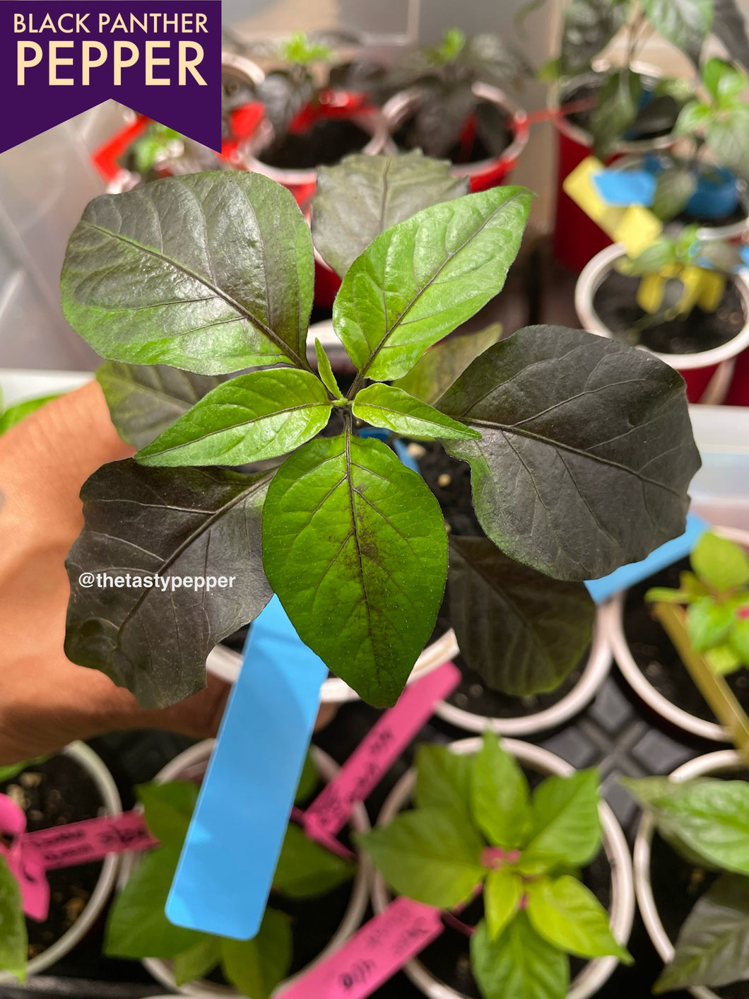 Black Panther Pepper Live Plant