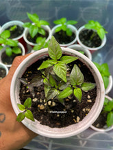 Load image into Gallery viewer, Black Panther Pepper Live Plant
