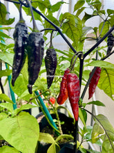 Load image into Gallery viewer, Black Panther Pepper Seeds
