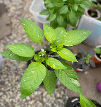 Load image into Gallery viewer, A potted live plant with striped green-and-white variegated leaves.
