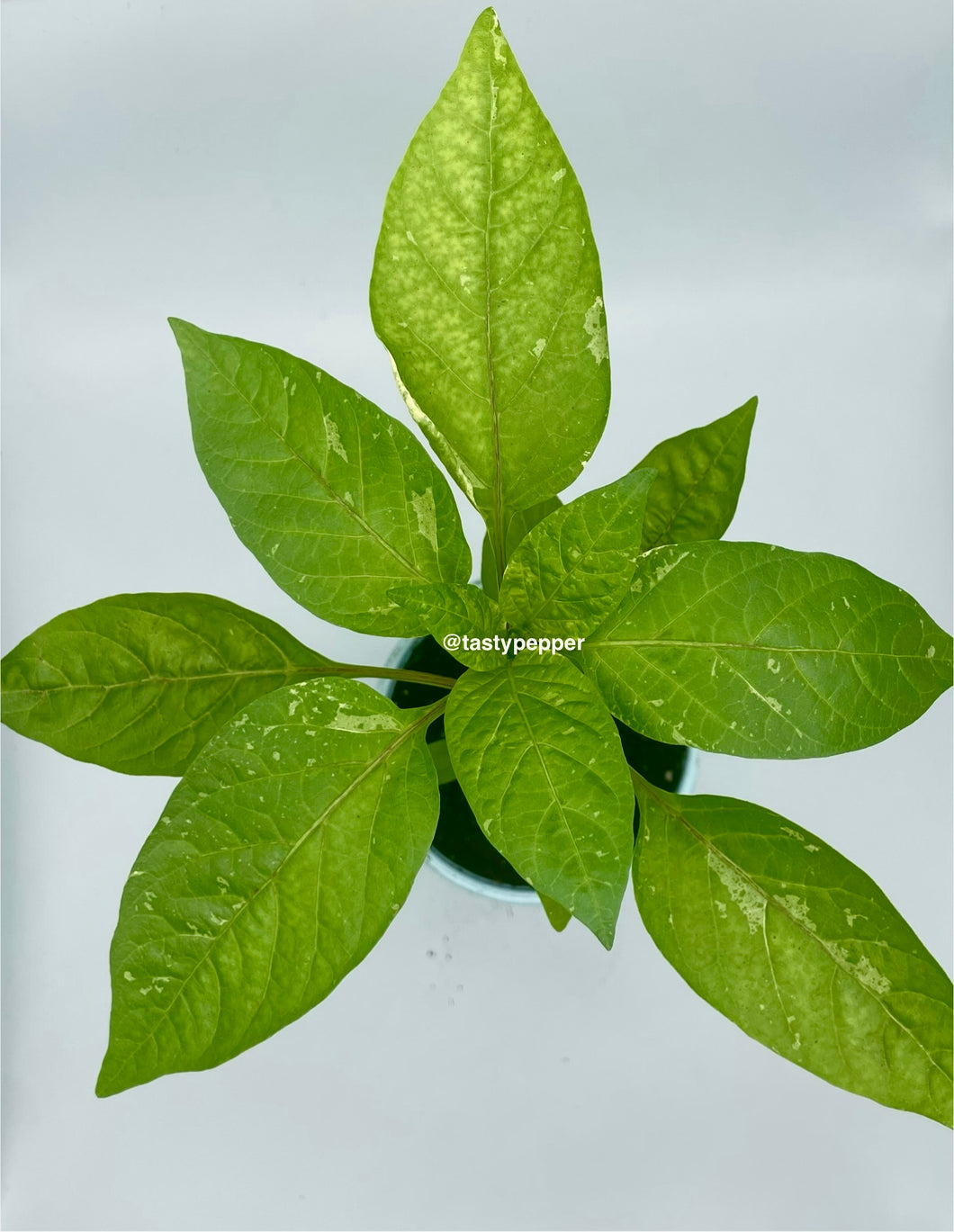 A potted live plant with striped green-and-white variegated leaves
