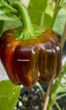 Load image into Gallery viewer, Candy Cane Chocolate Cherry Pepper with green leaves on a plant.