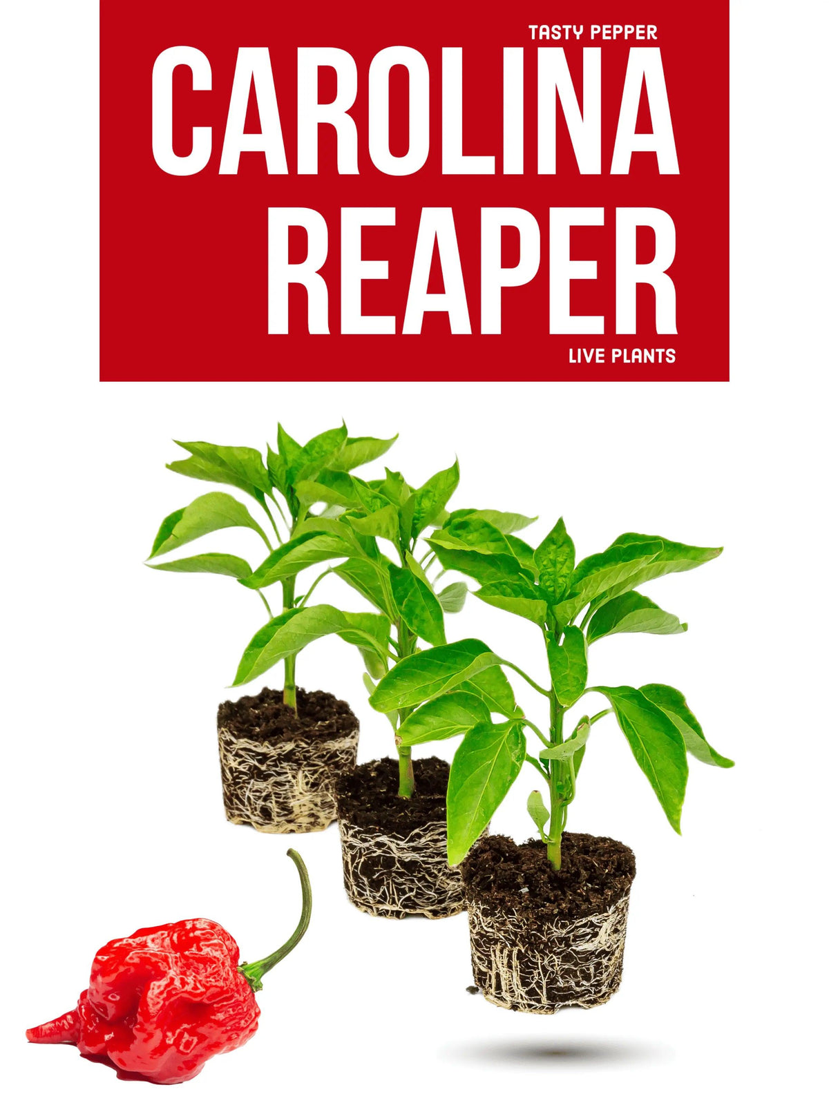 Carolina Reaper Plant