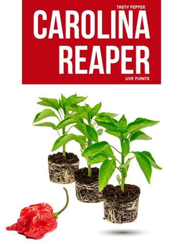 Carolina Reaper plant