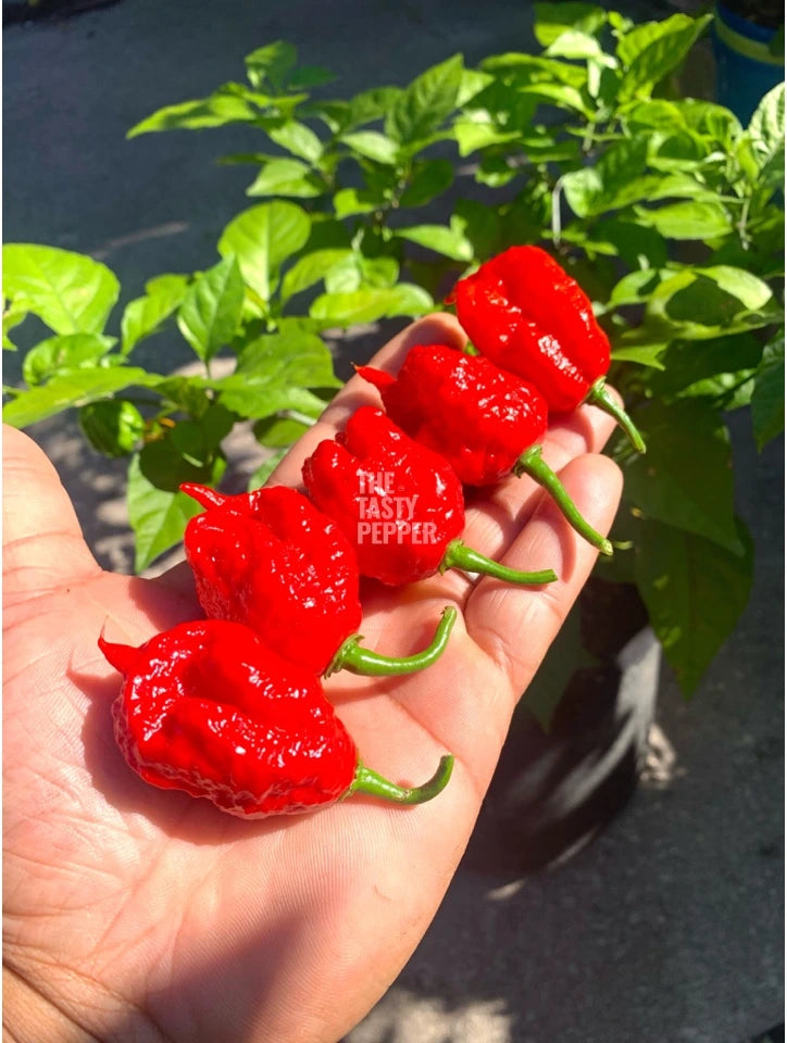 Hand holding Carolina Reaper Pepper