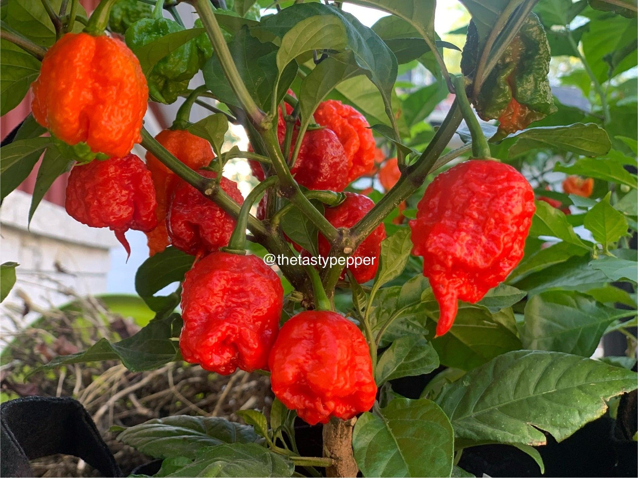 Carolina Reaper Plants