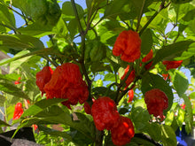 Load image into Gallery viewer, Carolina Reaper live plant with ripe pods
