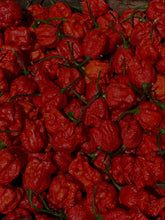 Load image into Gallery viewer, Table full of Carolina Reapers
