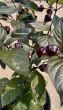 Load image into Gallery viewer, Ripe purple peppers on a plant with green leaves.
