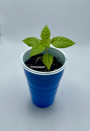 Small Chocolate Primotalii plant in a blue cup 