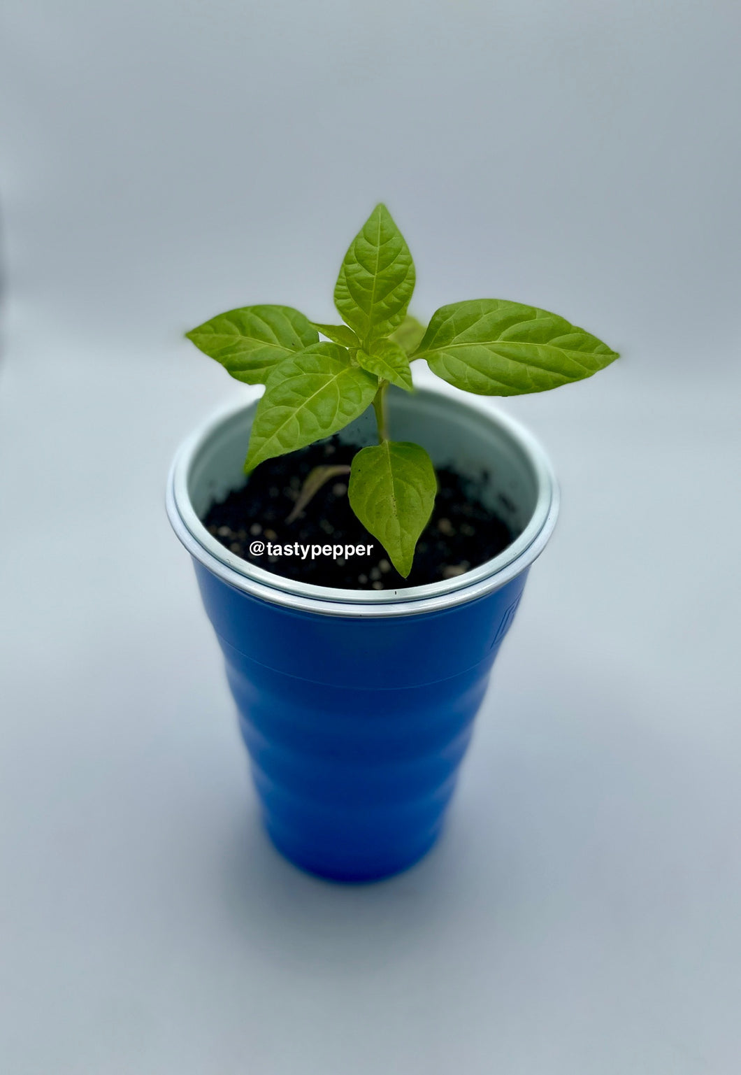 Small Chocolate Primotalii plant in a blue cup 