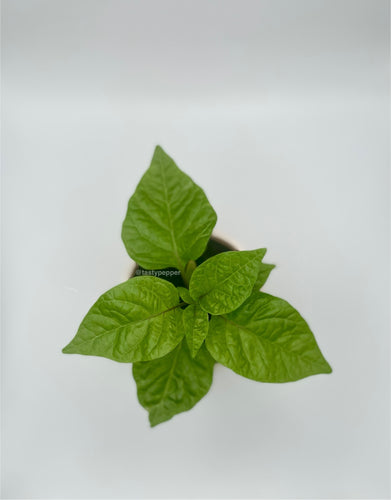 A single Dragon Breath pepper plant with green leaves, displayed against a white background.
