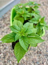 Load image into Gallery viewer, A single Dragon Breath pepper plant with green leaves, displayed against a white background.
