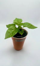 Load image into Gallery viewer, A single Dragon Breath pepper plant with green leaves, displayed against a white background.
