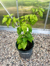Load image into Gallery viewer, Potted green plant labeled &#39;tasty pepper&#39; on a gravel surface with a greenhouse background.
