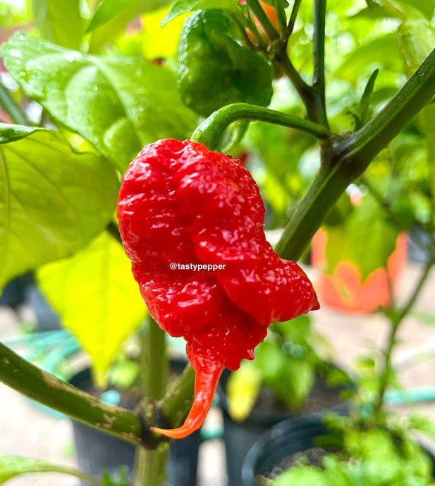 Dragon Breath pepper on a plant with a blurred background