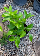 Load image into Gallery viewer, Young Eureka Lemon  Plant in a pot on a gravel surface
