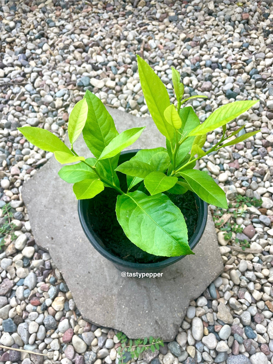 Eureka Lemon Live Plant on a stone surface with a gravel background