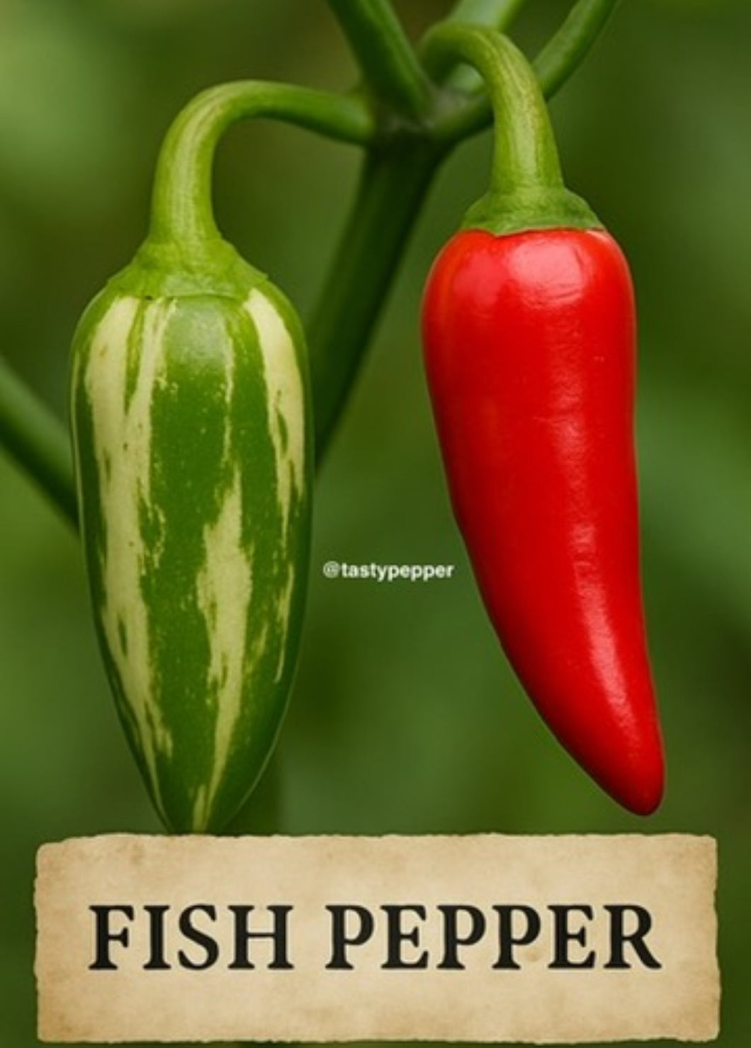 Two fish chili peppers, one green and one red, with a label indicating 'Fish Pepper' on a blurred green background.