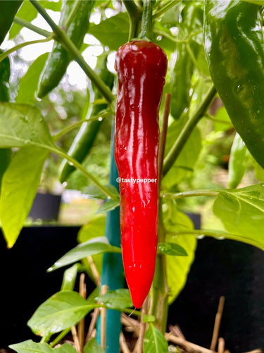 long Red & green Fish peppers growing on a plant with green leaves.