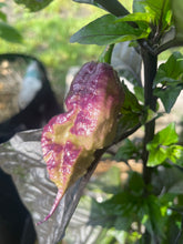 Load image into Gallery viewer, Fox Naga Ruby pepper on a plant with a blurred background