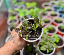 Load image into Gallery viewer, Hand holding a small potted plant labeled &#39;Fox Purple Naga Ruby&#39; with more plants in the background.
