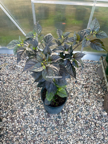 Fox Purple naga Ruby pepper plant in a 2.5 gallon pot on in a greenhouse
