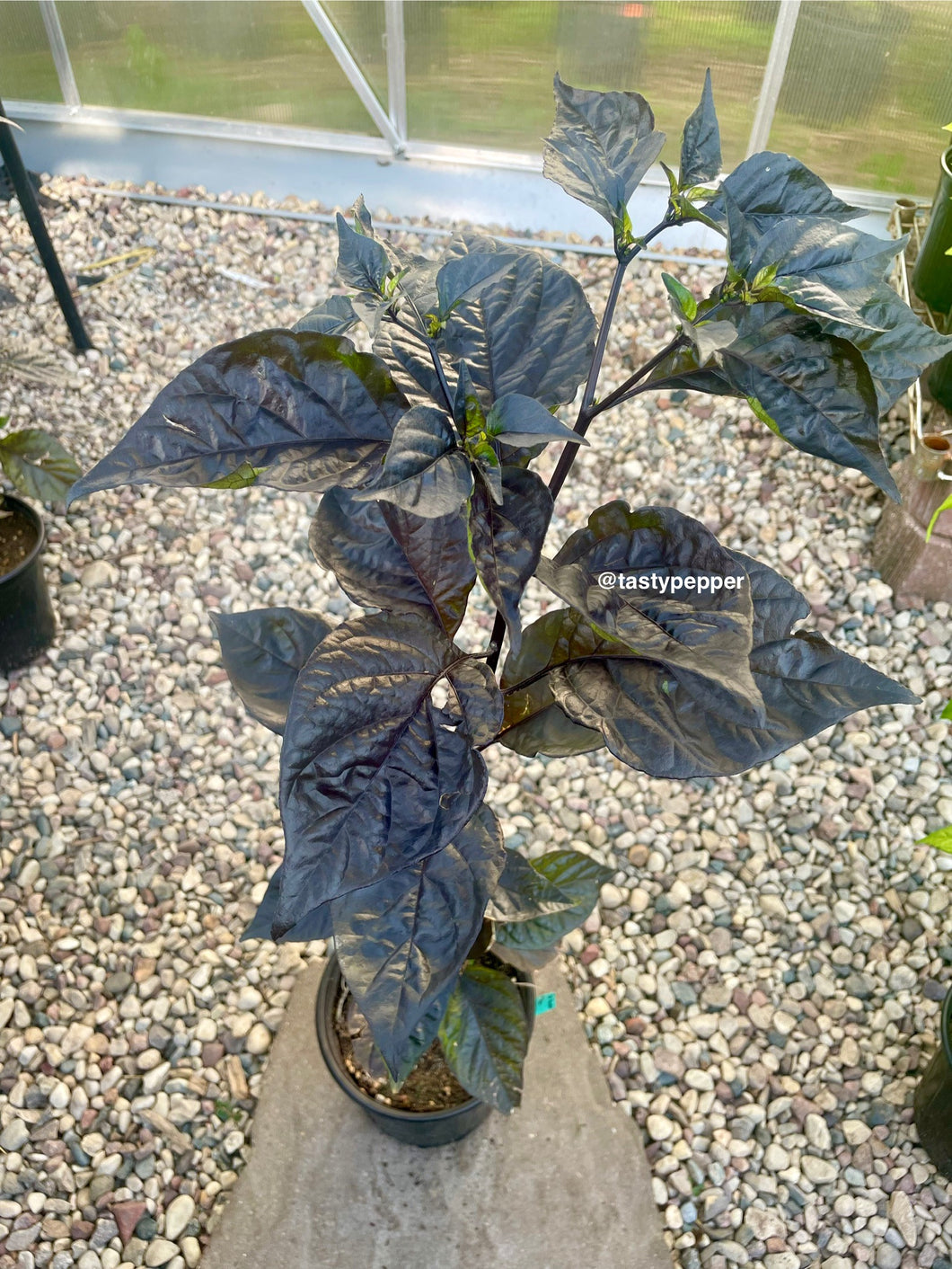 Fox Purple naga Ruby pepper plant in a 1 gallon pot in a greenhouse