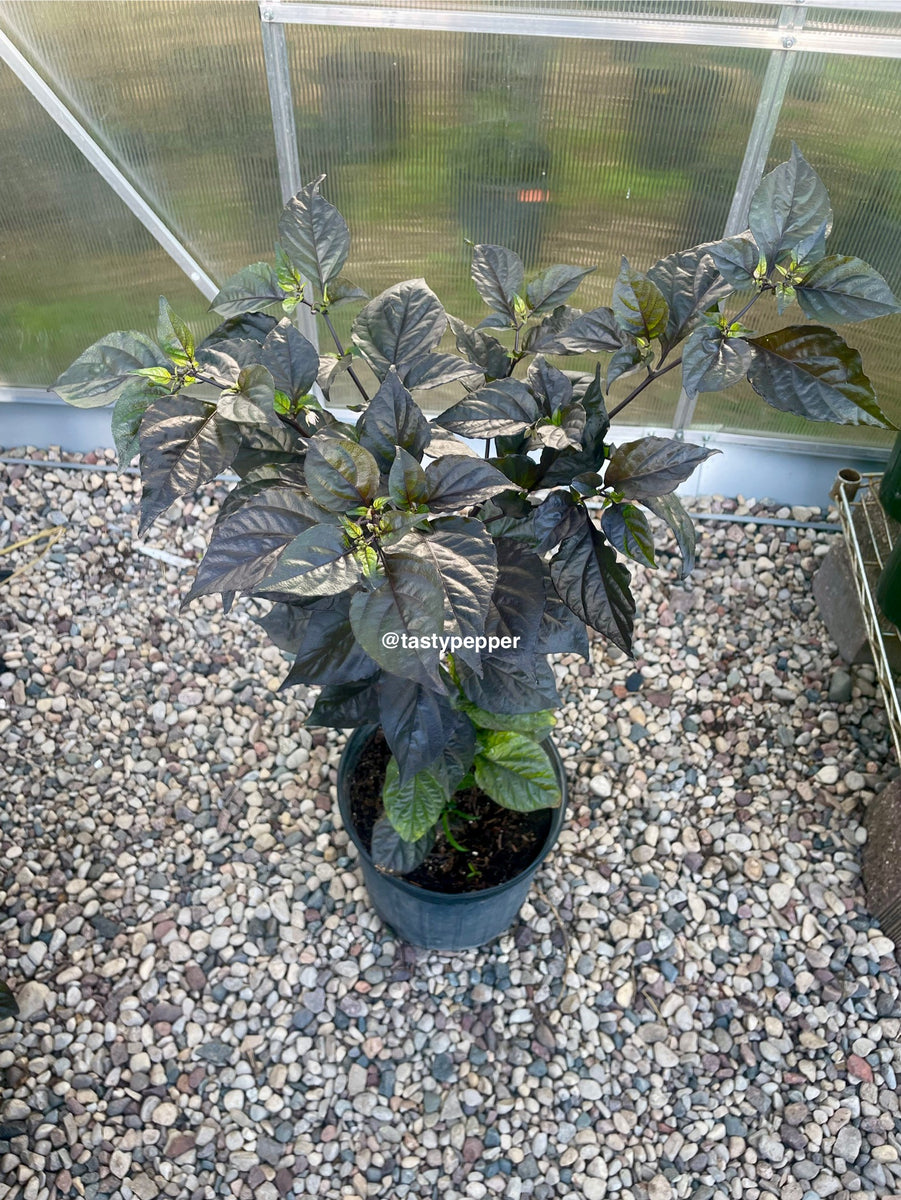 Fox Purple naga Ruby pepper plant in a 2.5 gallon pot on in a greenhouse