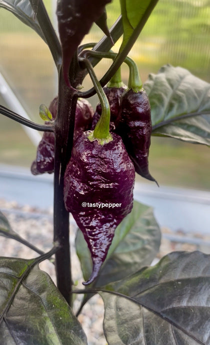 Fox Purple Naga Ruby Pepper Hanging from fruiting plant