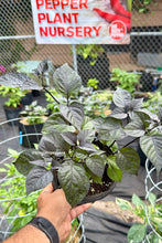 Load image into Gallery viewer, Pockmark Peach Pepper Plant