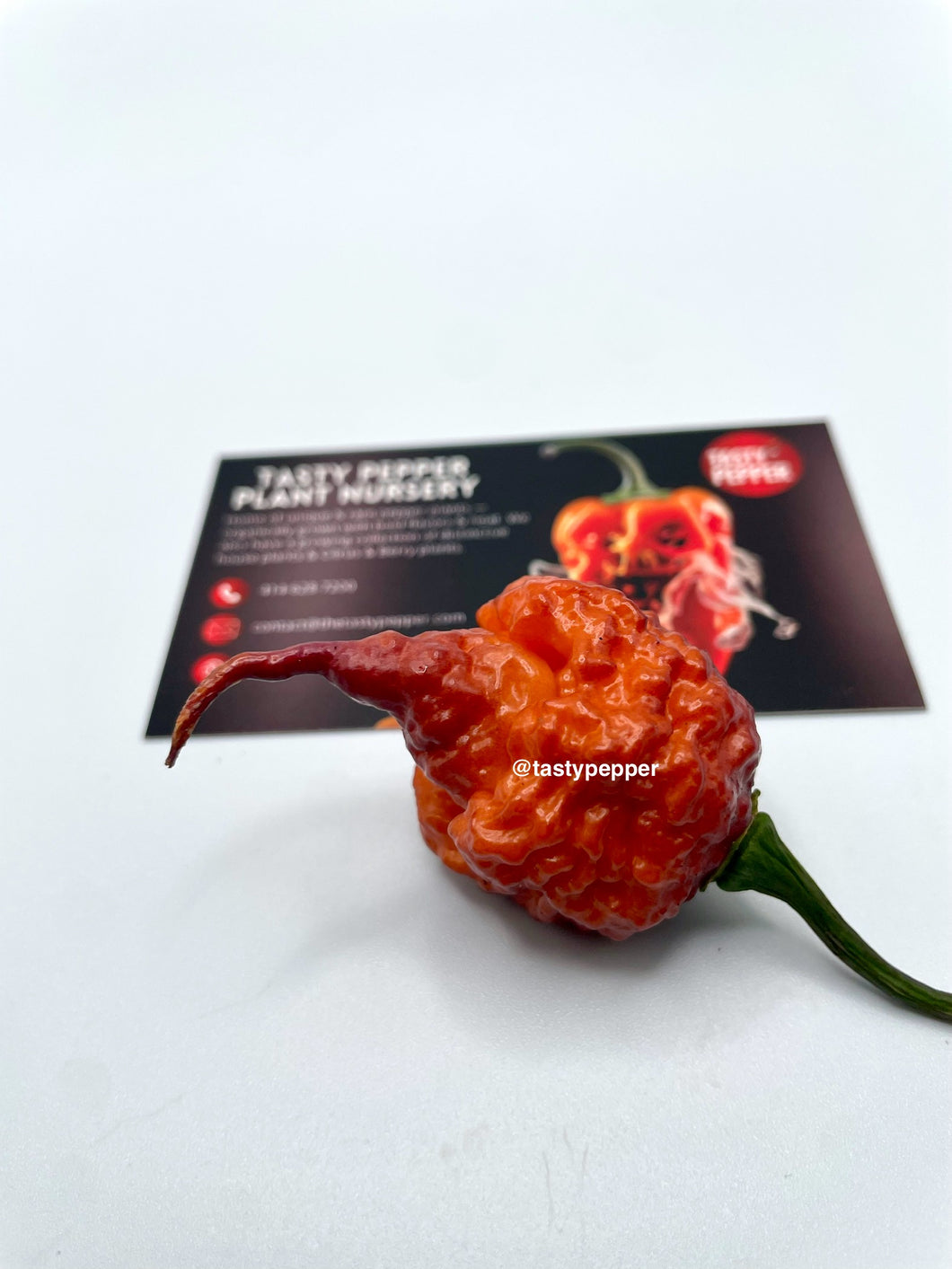 Gator Jig-saw orange pepper with a business card for Tasty Pepper Plant Nursery in the background