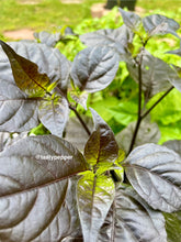 Load image into Gallery viewer, Gator Jig-Saw Orange Pepper Live Plant - Tasty Pepper 
