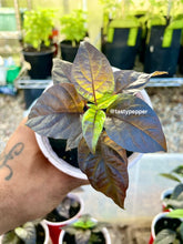 Load image into Gallery viewer, Gator Jig-Saw Orange Pepper Live Plant
