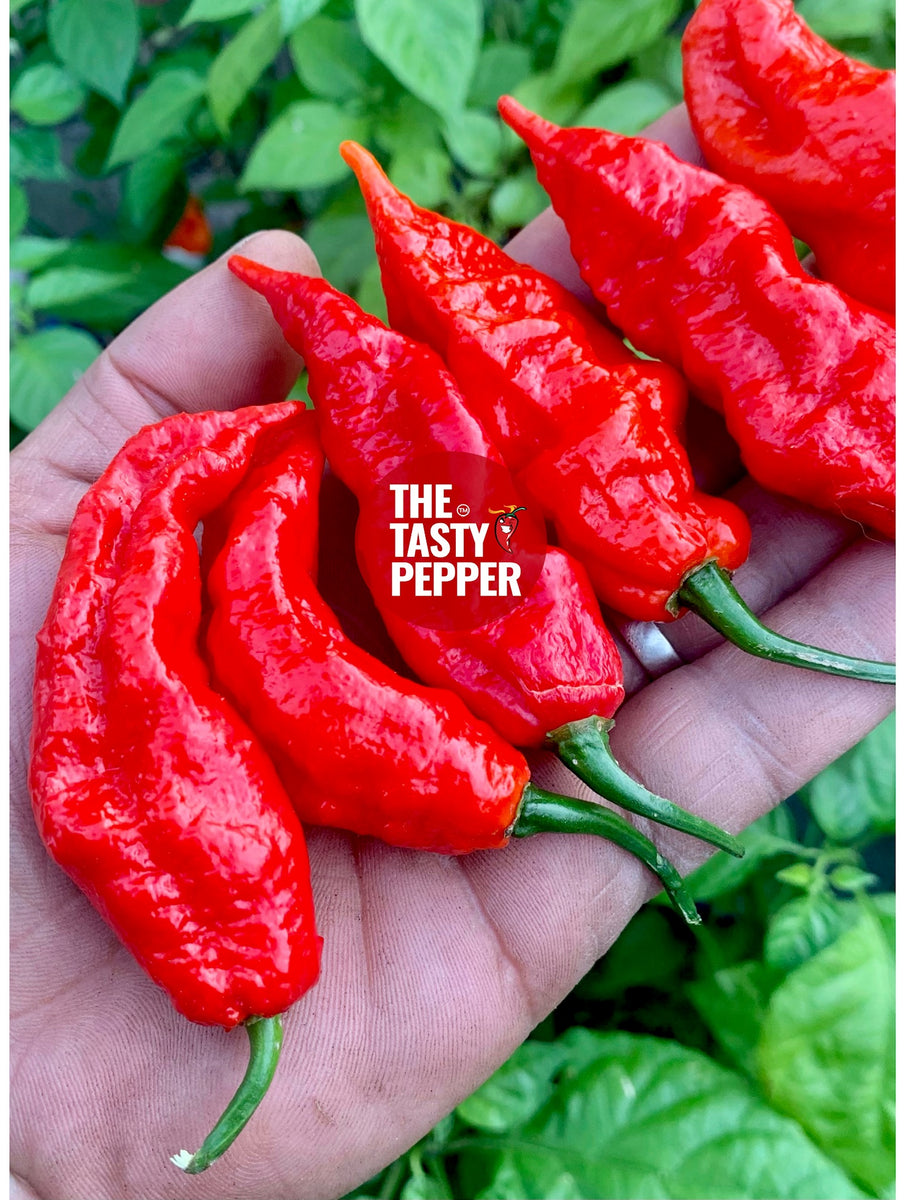 Hand holding Ghost peppers