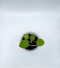 Load image into Gallery viewer, Golden Berry plant in a solo cup
