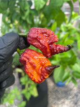 Load image into Gallery viewer, Gator Jig-Saw Orange Pepper Seeds - Tasty Pepper 
