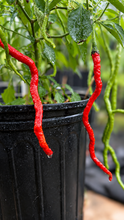 Load image into Gallery viewer, Thunder Mountain Longhorn Pepper Seeds